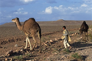 Ouarzazate Prints: Shepherd boy with two camels in arid landscape