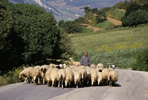 Shepherd on a country road