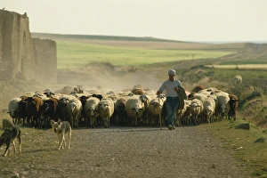 Old Castile Prints: Shepherd with his flock, near Zamora, Castilla Leon, Spain, Europe