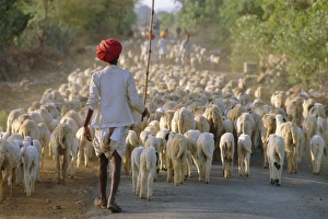 Shepherd and flock of sheep