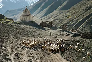 Pastoral Prints: Shepherd and flock of sheep and goat on the path to Stokla pass (4900) from Rumbak