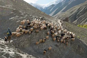 Pastoral Prints: Shepherd and flock of sheep leaving Rumbak village