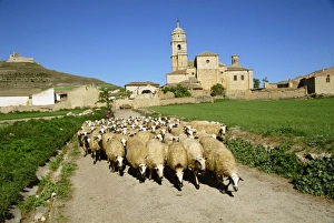 Old Castile Prints: Shepherd and his flock of sheep on a rural road with