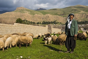 Shepherds Prints: Shepherd with his herd of sheep in Ahmedawa on the border of Iran