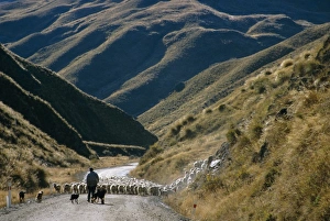 Glenorchy Prints: Shepherd herding flock of sheep through mountain pass