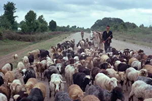 Iran Prints: Shepherd herding sheep
