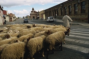 Leon Prints: Shepherd leads sheep across street, Mansilla de las Mulas, Leon, Spain, Europe