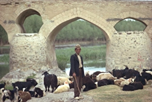 Shepherd, Shahrestan Bridge