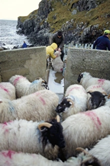 Harris Prints: Shepherd and sheep