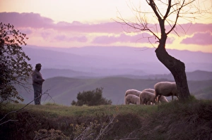 Volterra Prints: Shepherd and sheep at dusk