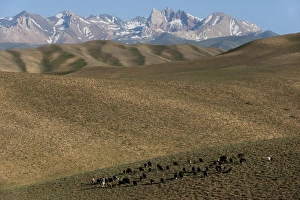 Farmer Prints: A shepherd with his sheep and goats in Bamiyan Province, Afghanistan, Asia