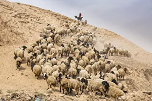 Horses Prints: Shepherd with his sheep, Mosul, Iraq, Middle East
