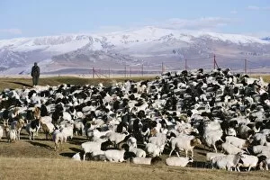 Shepherd tending a flock of sheep, Bayanbulak, Xinjiang Province, China, Asia