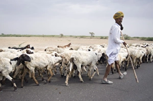 Shepherds Prints: Shepherd walking flock, Bar, Rajasthan, India, Asia