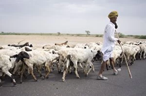 Images Dated 13th October 2009: Shepherd walking flock, Bar, Rajasthan, India, Asia