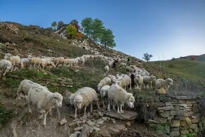 Pastoral Prints: Shepherds guide their flock of sheep on the hillside in Gamsutl Dagestan during a clear evening