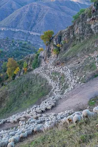 Trail Prints: Shepherds lead their sheep home across mountain paths in Dagestan during the evening light