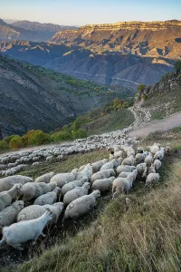 Trail Prints: Shepherds lead sheep along a mountain path in Dagestan, Russia during evening hours