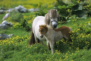 Fern Prints: Two Shetland ponies