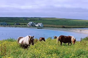 Horse Prints: Shetland ponies, Unst, Shetland Islands, Scotland, United Kingdom, Europe