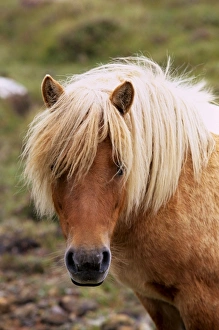 Shetland pony