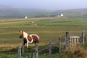 Shetland pony