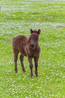 Equine Prints: Shetland pony foal (Equus ferus caballus) in the Shetland Isles, Scotland, United Kingdom