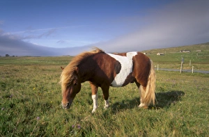 Ponies Prints: Shetland pony, Unst, Shetland Islands, Scotland, United Kingdom, Europe