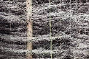 Knaresborough Prints: Shimmering Pine Trees in the Nidd Gorge