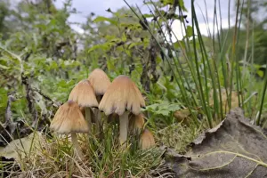 Nature Reserve Prints: Shining inkcap (Mica inkcap) (Coprinellus) (Coprinus micaceus) clump growing in