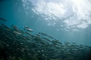 A shoal of fish, Galapagos Islands, Ecuador, South America