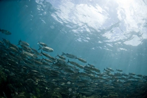 Images Dated 24th August 2009: A shoal of fish, Galapagos Islands, Ecuador, South America
