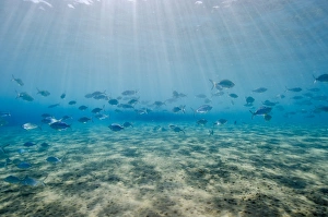 Red Sea Prints: Shoal of fish in shallow sandy bay