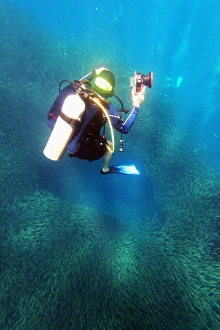 Camera Prints: Shoal of sardines and scuba diver