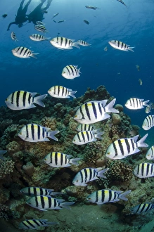 Fishes Prints: Shoal or school of sergeant major fish