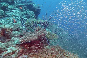 Dhaalu Prints: A shoal of small fish swimming over Acropora species hard corals