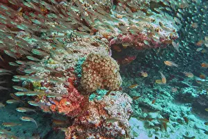 Maldives Prints: A shoal of tiny fish swimming over a coral reef in the Gaafu Dhaalu atoll, Maldives