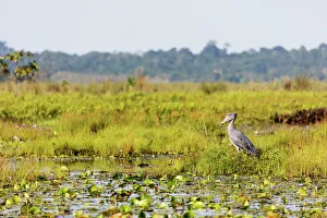 Uganda Prints: Shoebill (Balaeniceps rex). Mabamba Swamp, Uganda, Africa