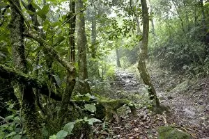 Shola forest interior, Eravikulam National Park, Kerala, India, Asia