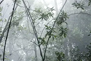 Kerala Prints: Shola forest interior in mist, Eravikulam National Park, Kerala, India, Asia