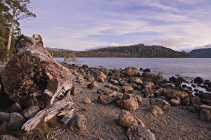 Australasian Prints: Shore of Lake St. Clair, Cradle Mountain-Lake St