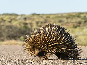 Western Australia Prints: Short-beaked echidna (Tachyglossus aculeatus)