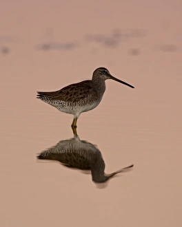 Images Dated 16th November 2008: Short-Billed Dowitcher (Limnodromus griseus) reflected at sunset