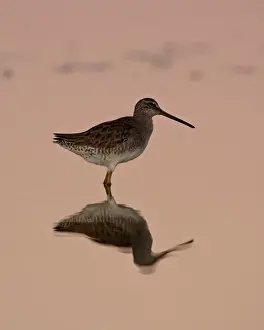 Short-Billed Dowitcher (Limnodromus griseus) reflected at sunset, Sonny Bono Salton Sea National Wildlife Refuge, California, United States of America