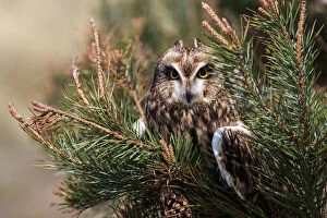 Holy Island Collection: Short-eared owl (Asio flammeus) captive, Holy Island, Northumberland, England, United