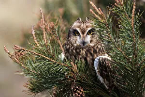Northumberland Prints: Short-eared owl (Asio flammeus) captive, Holy Island, Northumberland, England, United