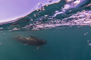Short-finned pilot whale (Globicephala macrorhynchus), underwater off Isla San Marcos