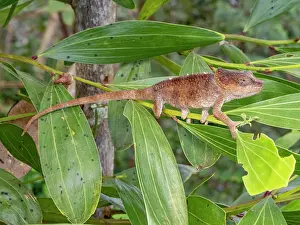Feeding Prints: Short-horned chameleon, Calumma brevicorne