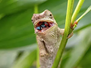 Lizard Prints: Short-horned chameleon captures prey at Mantadia Lodge in Andasibe Madagascar