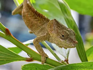Lizard Prints: Short-horned chameleon climbing a branch in Andasibe, Madagascar during daylight hours